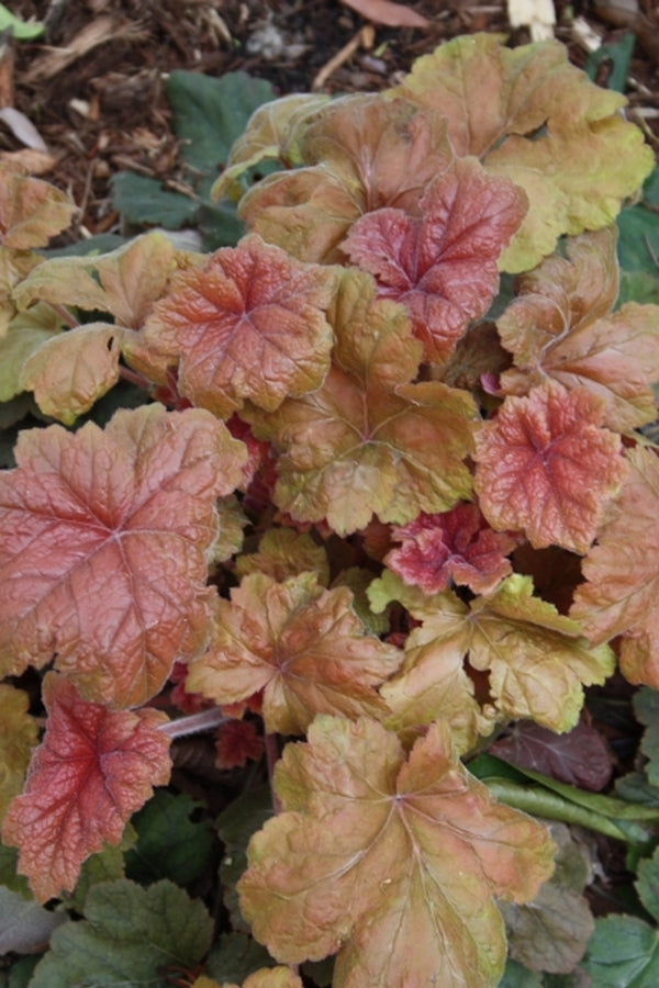 Image of Heuchera 'Southern Comfort' PP 20,364|Juniper Level Botanic Gdn, NC|JLBG