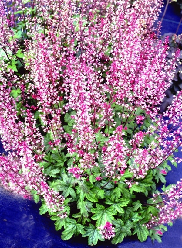 Image of Heucherella 'Party Time' PP 16,181|Terra Nova Nurseries, OR|Terra Nova Nurseries