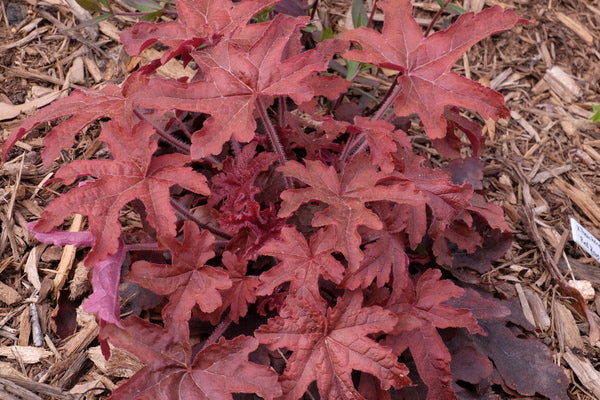 Image of Heucherella 'Red Rover' PP 28,751|Juniper Level Botanic Gdn, NC|JLBG