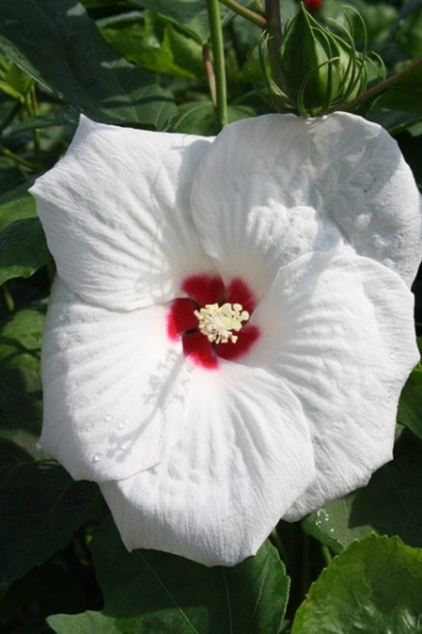 Image of Hibiscus 'Angelique' PP 13,734||