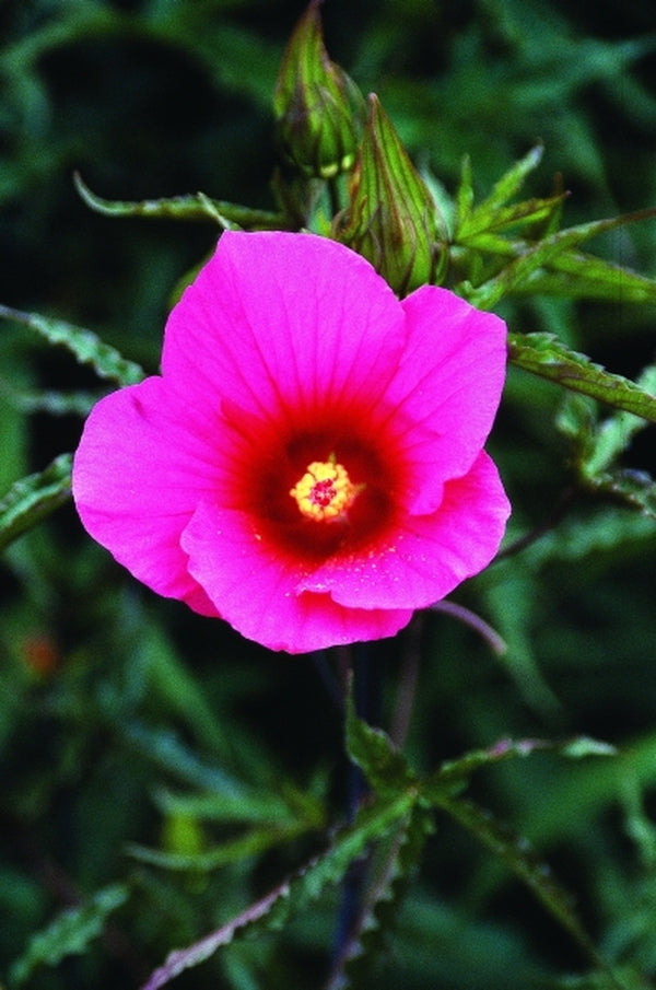 Image of Hibiscus 'Davis Creek'taken at Juniper Level Botanic Gdn, NC by JLBG