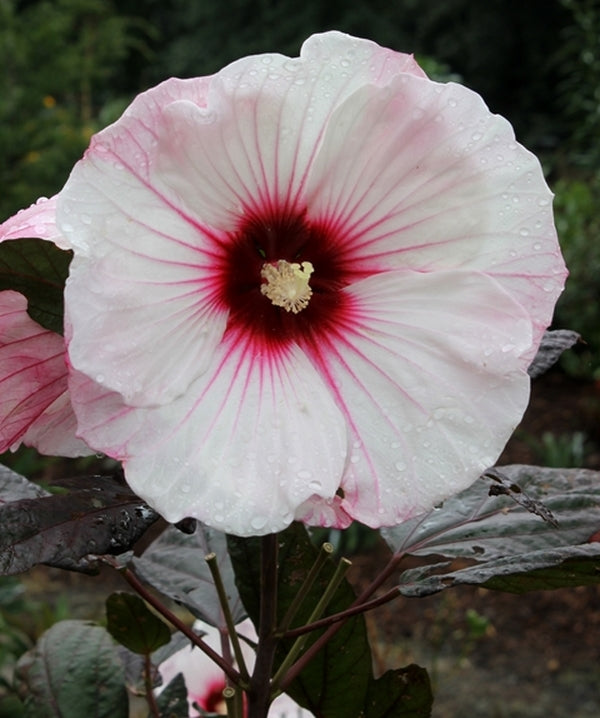 Image of Hibiscus 'Small Wonder' PP 24,022||