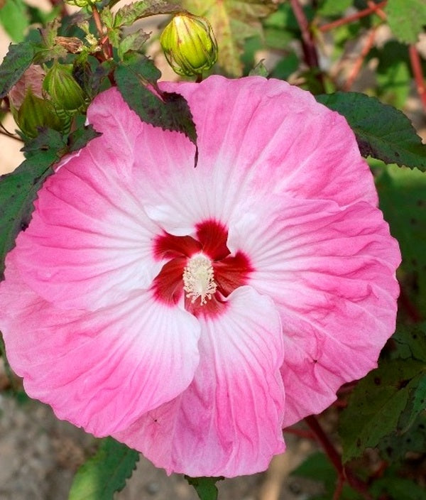 Image of Hibiscus 'Tie Dye' PP 24,078taken at Walters Gardens, MI by Walters Gardens