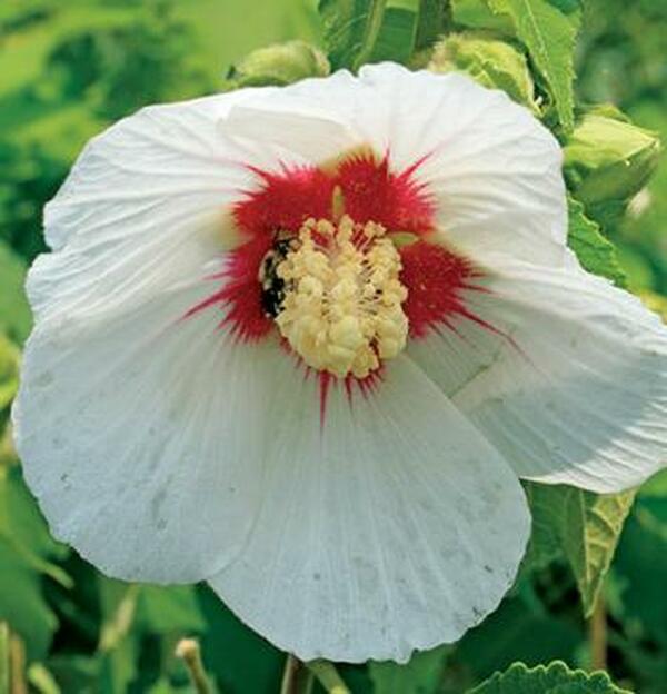 Image of Hibiscus paramutabilis 'Shanghai Red Eye'|Juniper Level Botanic Gdn, NC|JLBG