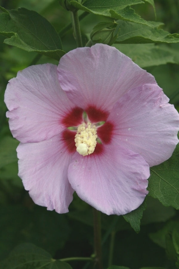 Image of Hibiscus sinosyriacus|Juniper Level Botanic Gdn, NC|JLBG