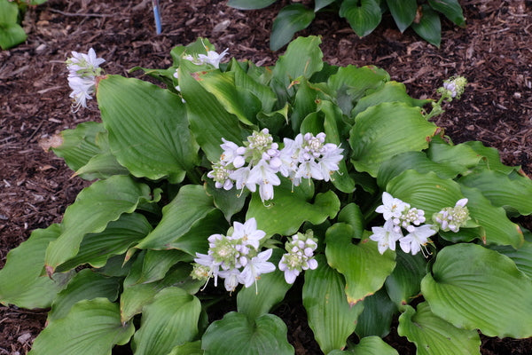 Image of Hosta 'A Scape Plan'|Juniper Level Botanic Gdn, NC|JLBG