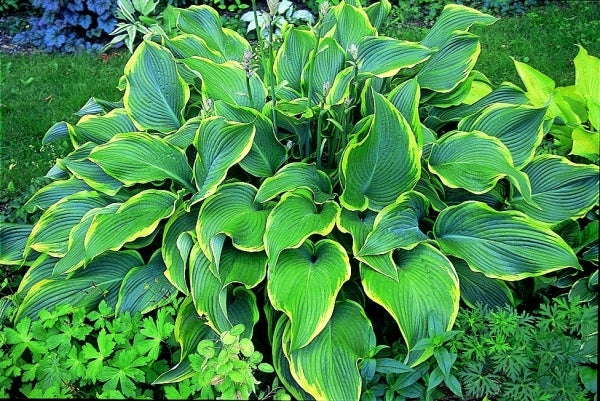 Image of Hosta 'Abba Dabba Do'|R. Herold Gdn, MA|
