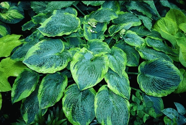 Image of Hosta 'Abiqua Moonbeam'|D. Dean Gdn, MN|