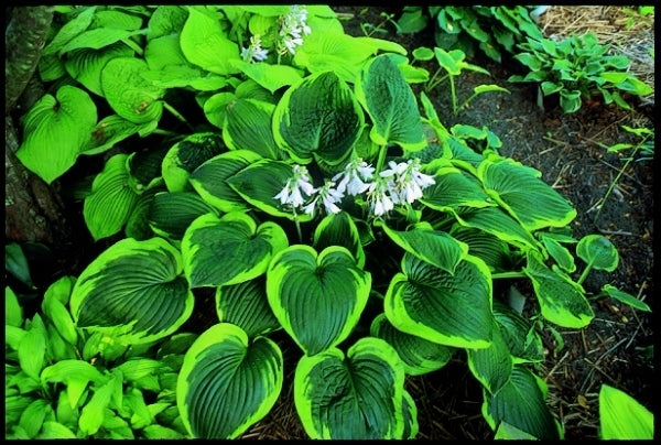 Image of Hosta 'Abiqua Moonbeam'|A. Summers Gdn, DE|