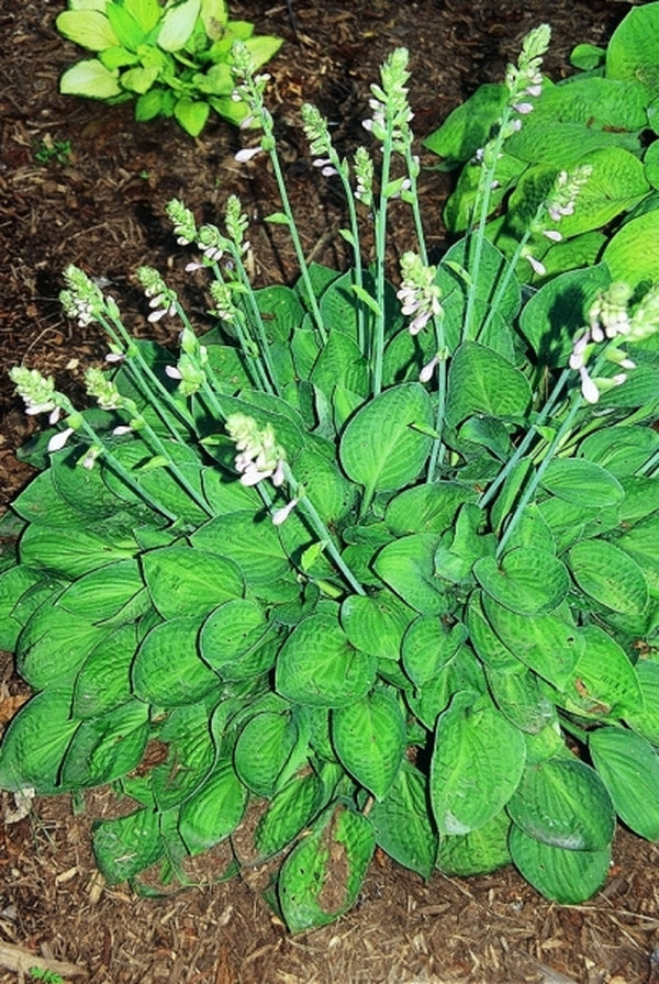 Image of Hosta 'Abiqua Trumpet'|Illinois Community College, IL|