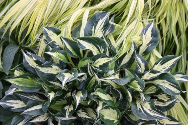Image of Hosta 'American Hero' PP 23,587|Walters Gardens, MI|Walters Gardens