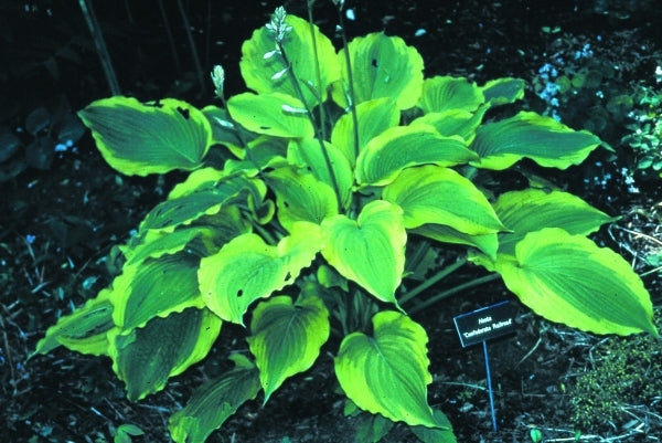 Image of Hosta 'American Icon' PP 17,441|H. Hansen Gdn, MN|H. Hansen