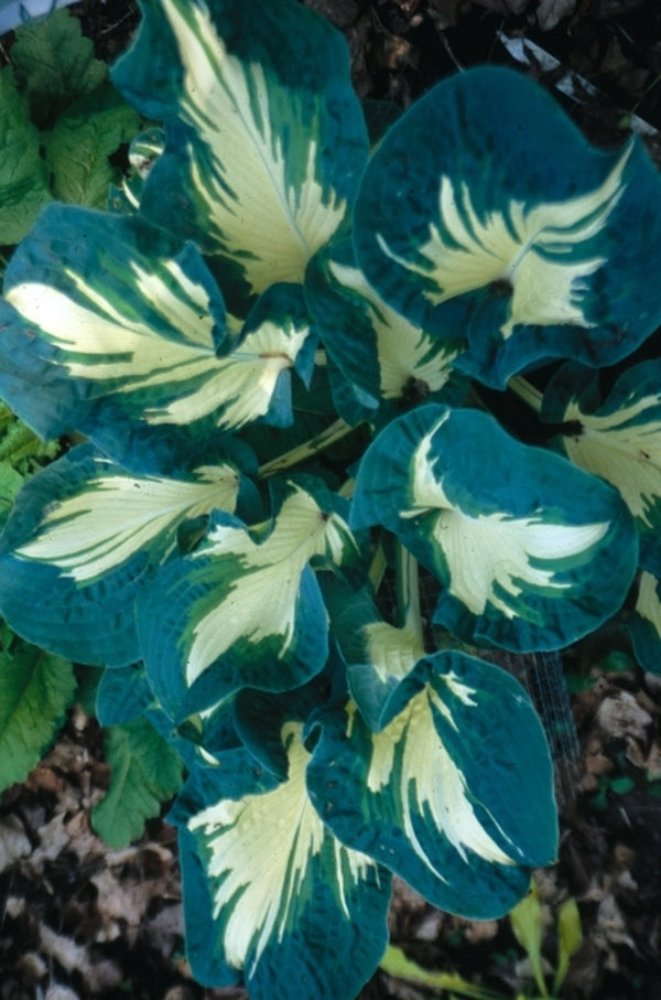 Image of Hosta 'Andrew'|H. Hansen Gdn, MN|