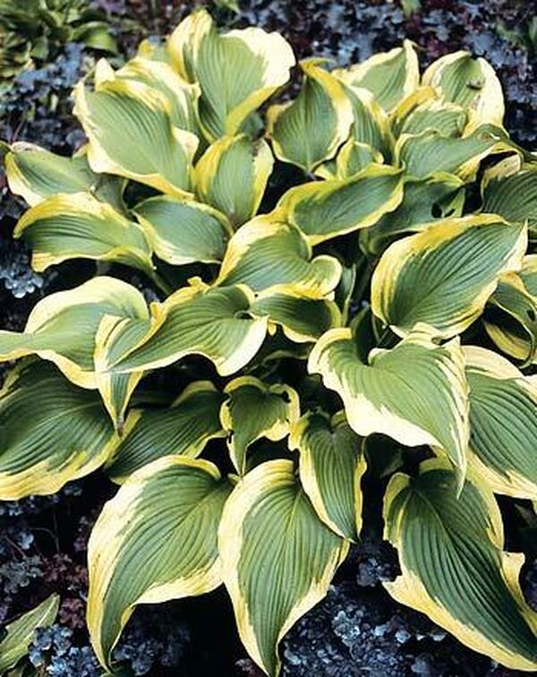 Image of Hosta 'Atlantis' PP 17,093|H. Hansen Gdn, MN|H. Hansen