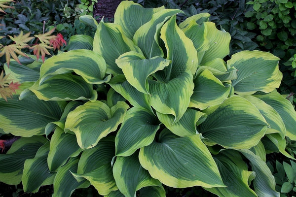 Image of Hosta 'Atlantis' PP 17,093|H. Hansen Gdn, MI|JLBG