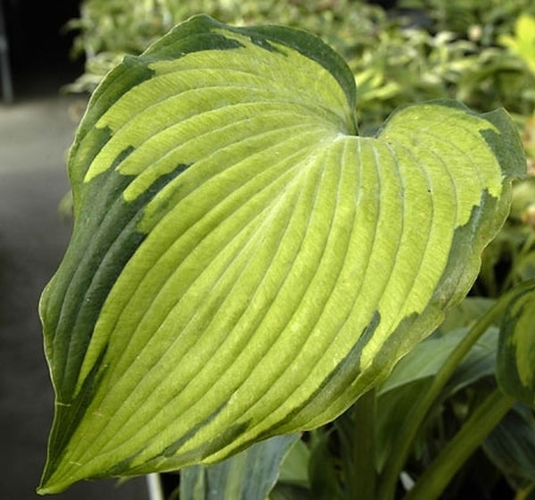 Image of Hosta 'Beckoning' PP 18,371|Walters Gardens, MI|www.perennialresource.com