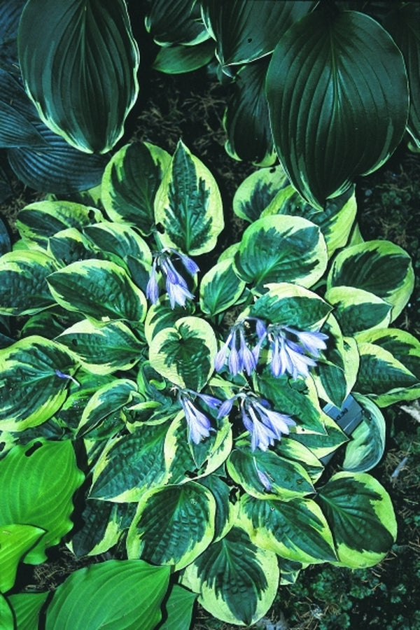 Image of Hosta 'Bedazzled'|D. Dean Gdn, MN|