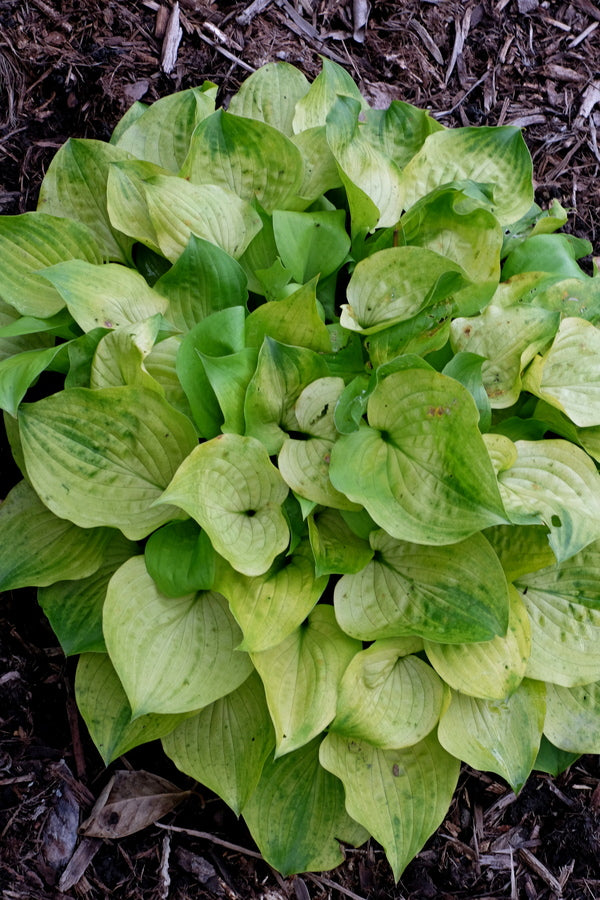 Image of Hosta 'Blonde Ambition'taken at Juniper Level Botanic Gdn, NC by JLBG