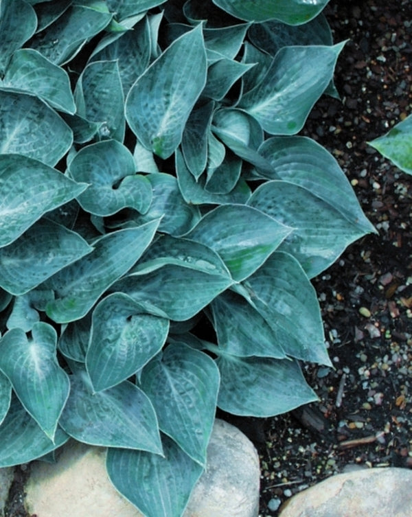 Image of Hosta 'Blue Lollipop'|Brashear Gdn, CT|C. Brashear