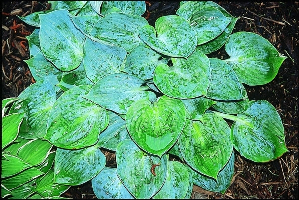 Image of Hosta 'Blue Moon'|Heuermann Gdn, IL|
