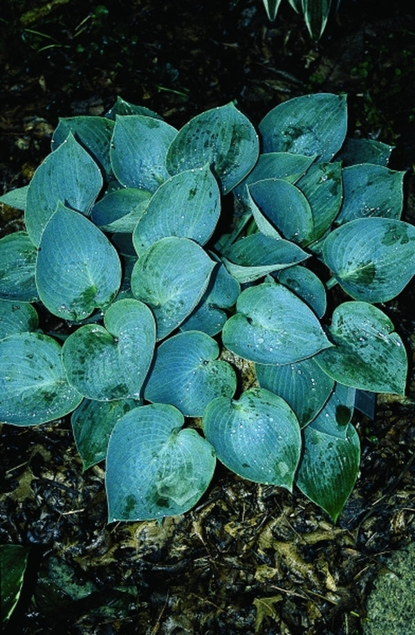 Image of Hosta 'Blue Moon'|Hamlin Gdn, MN|
