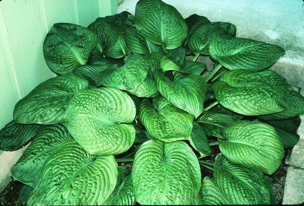 Image of Hosta 'Blue Umbrellas'|Tiagros Gdn, MI|