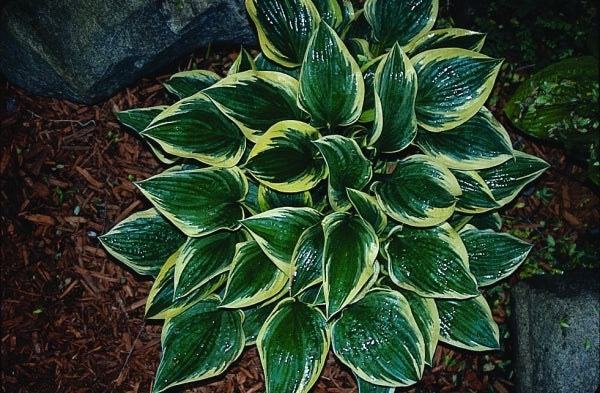 Image of Hosta 'Border Bandit'|E. Elslager Gdn, MI|