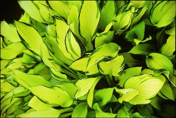Image of Hosta 'Brenda's Beauty'|Juniper Level Botanic Gdn, NC|JLBG
