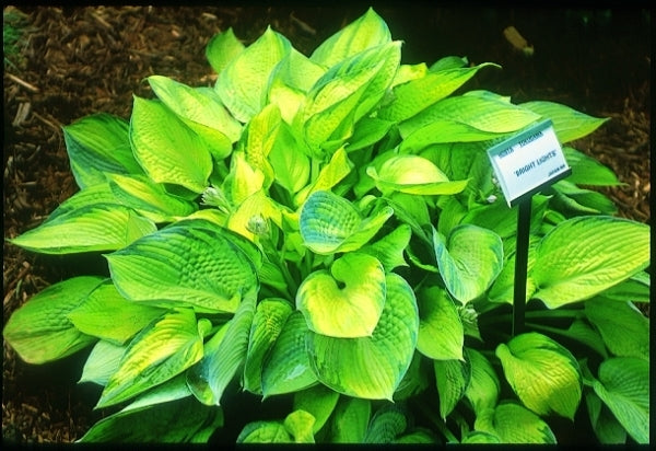 Image of Hosta 'Bright Lights'|V. Wade Gdn, OH|