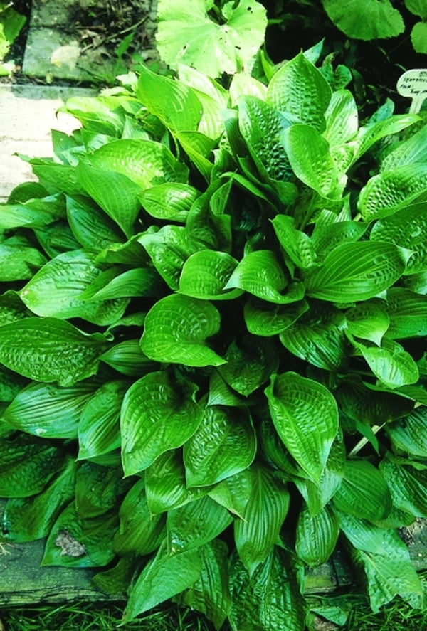 Image of Hosta 'Bubba'|V. Wade Gdn, OH|