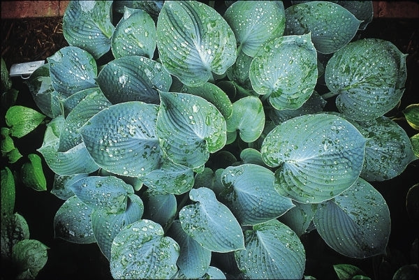 Image of Hosta 'Camelot'|Daniels Gdn, IN|