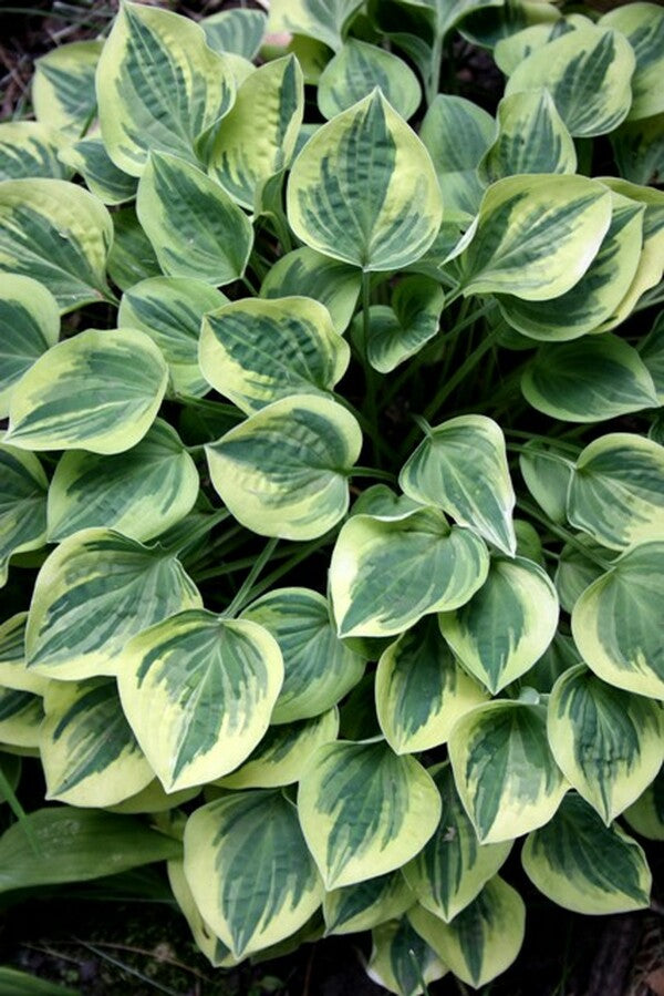 Image of Hosta 'Cameo'|H. Hansen Gdn, MN|