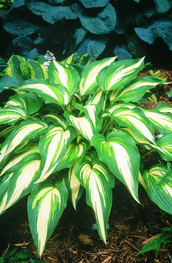 Image of Hosta 'Cascades'|P. Stygall Gdn, IN|