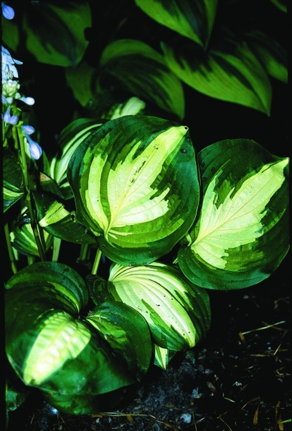 Image of Hosta 'Center of Attention'|H. Hansen Gdn, MN|