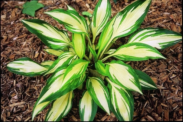 Image of Hosta 'Cherry Berry'|P. Stygall Gdn, IN|