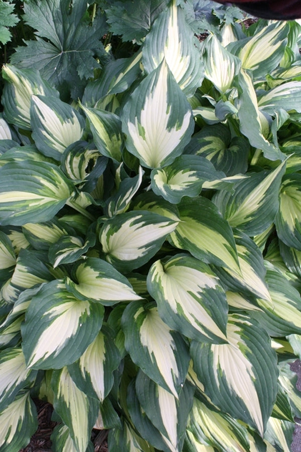 Image of Hosta 'Christmas Candy'||