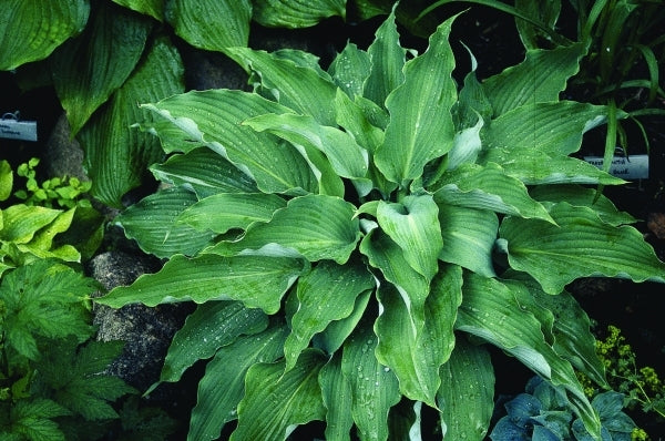 Image of Hosta 'Cutting Edge'|D. Dean Gdn, MN|