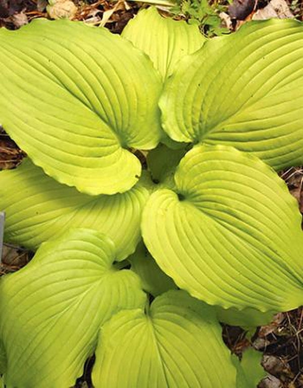 Image of Hosta 'Dancing Queen'|H. Hansen Gdn, MN|