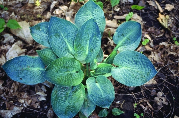 Image of Hosta 'Deep Blue Sea'|H. Hansen Gdn, MN|H. Hansen
