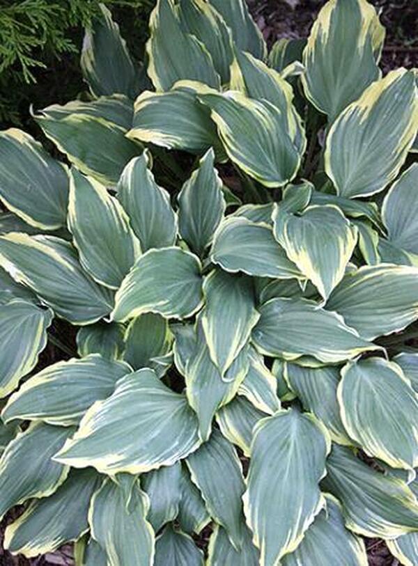 Image of Hosta 'Deliverance'|Juniper Level Botanic Gdn, NC|JLBG