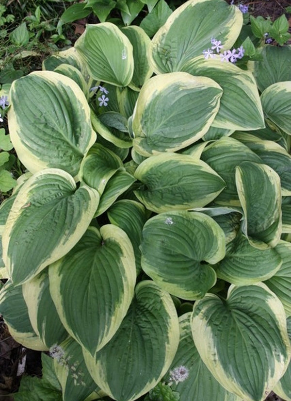 Image of Hosta 'Diana Remembered'|H. Hansen Gdn, MN|