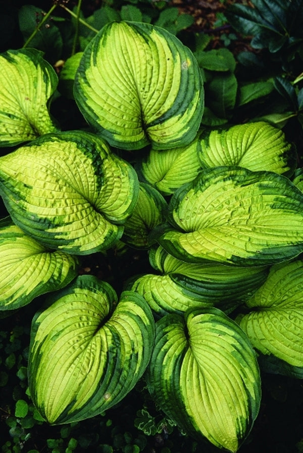 Image of Hosta 'Dick Ward'|R. Herold Gdn, MA|
