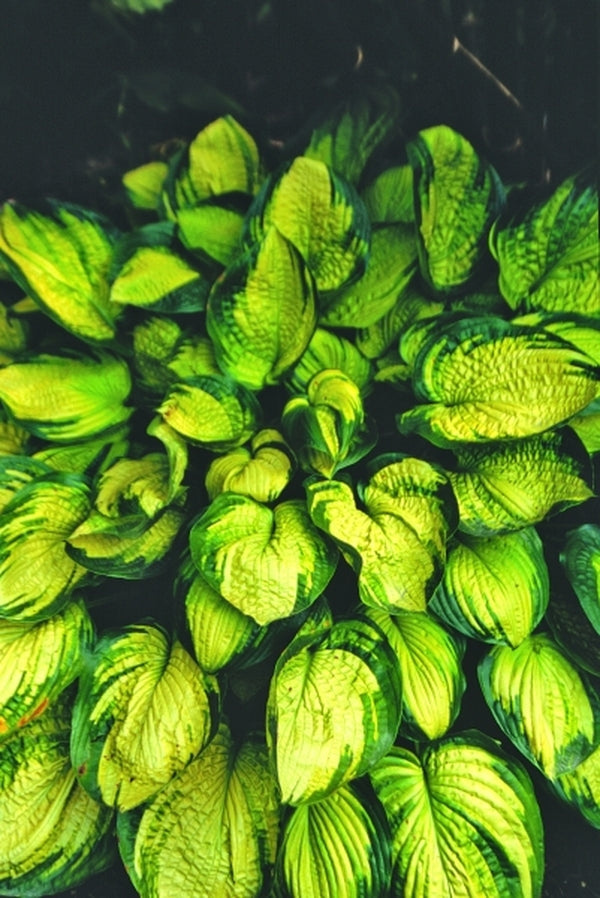 Image of Hosta 'Dick Ward'|Juniper Level Botanic Gdn, NC|JLBG