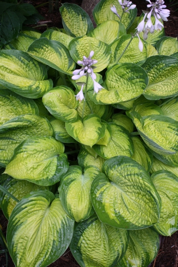 Image of Hosta 'Dick Ward'|Juniper Level Botanic Gdn, NC|JLBG