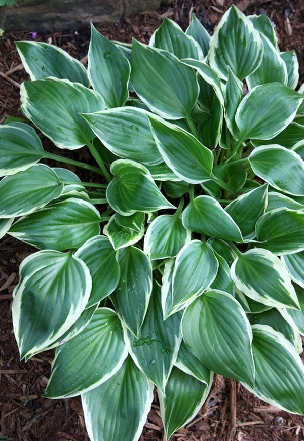 Image of Hosta 'Dixie Chick'||