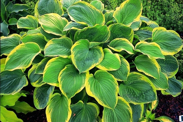 Image of Hosta 'El Capitan'|Murphy Gdn, IN|