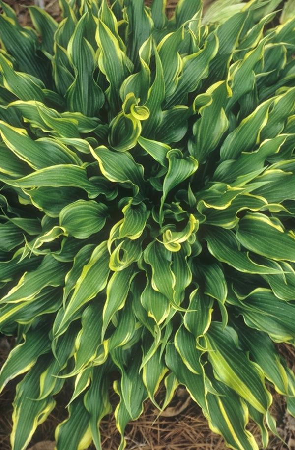 Image of Hosta 'Electrocution'|Juniper Level Botanic Gdn, NC|JLBG