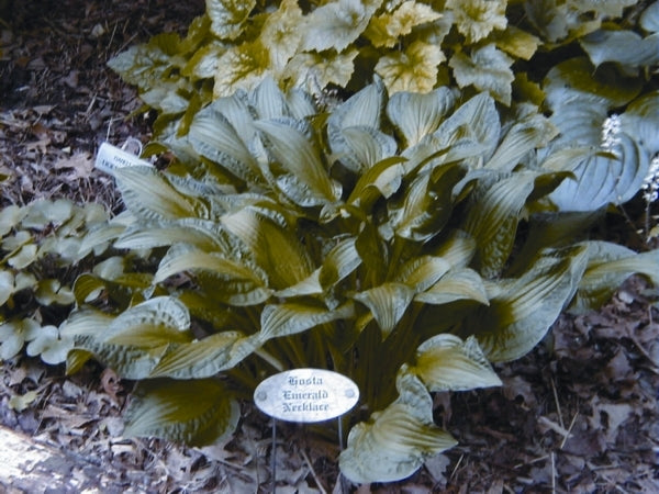 Image of Hosta 'Emerald Necklace'|C. Tuttle Gdn|C. Tuttle