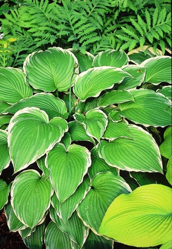 Image of Hosta 'Eventide'|P. Stygall Gdn, IN|