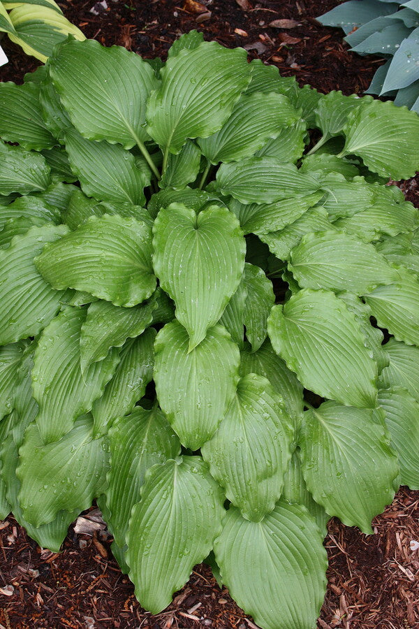 Image of Hosta 'Family Crest'|Juniper Level Botanic Gdn, NC|JLBG